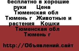   бесплатно в хорошие руки . › Цена ­ 0 - Тюменская обл., Тюмень г. Животные и растения » Кошки   . Тюменская обл.,Тюмень г.